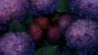 xxxHolic Anime Episode 6: Hydrangea